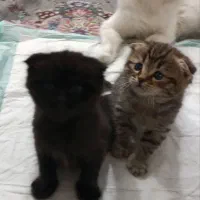 بچه گربه اسکاتیش