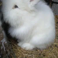 خرگوش کله شیری ( یا لئون هد)