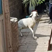 میشه دوقلو زاه اوست