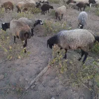 ۳۸ راس شیشک همه ابستن|حیوانات مزرعه|تاکستان, |دیوار