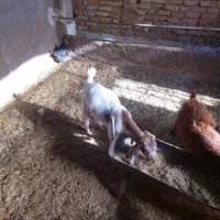 کره ماده چاق|حیوانات مزرعه|یزد, |دیوار