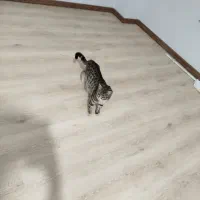 گربه|گربه|تبریز, |دیوار