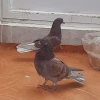 یک جفت کفتر نر و ماده سرخ