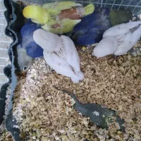 کوتوله موجود هست|پرنده|تربت جام, نظامی|دیوار