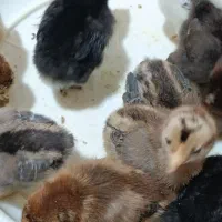 سلام جوجه عربی 5روزه