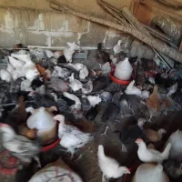 جوجه ونیم چه محلی اصل