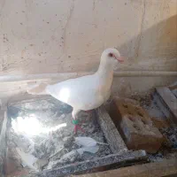 کفتر ماده