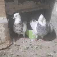 به قیمت مشتری واقعی