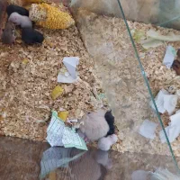 همستر|موش و خرگوش|مشهد, بهاران|دیوار