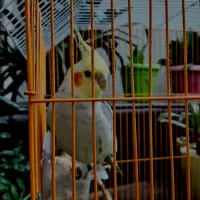 عروس هلندی|پرنده|برخوار, |دیوار