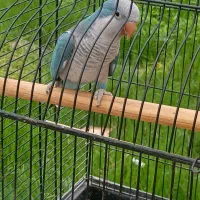 طوطی راهبه بلو اسکای نر سخنگو معاوضه با ملنگو|پرنده|صومعهسرا, |دیوار