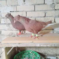 جفت دم سفیدسرخ|پرنده|رامشیر, |دیوار