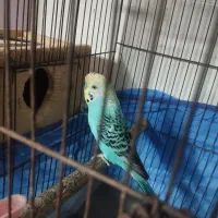 مرغ عشق مولد