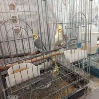 به شرط سلامت بودن|پرنده|نورآباد, |دیوار