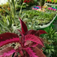 گل،گیاه ویلای|خدمات باغبانی و درختکاری|گلبهار, نوبهار|دیوار