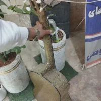 گیتار|گیتار، بیس، امپلیفایر|پاکدشت, پاکدشت (مامازند)|دیوار