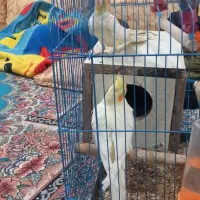 مرغ عشق جفت