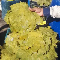 بهترین برگ مو