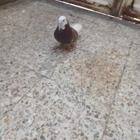 کبوتر