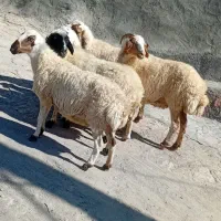 4رس میش درگ آبستن و 1رس میش زائده فروشی