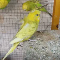 مرغ عشق ماده پروانه ای