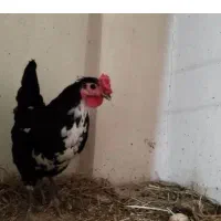 مرغ گلین معاوضه