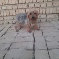 سگ یورکشایر  ماده