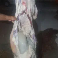 گوشت بره|خوردنی و آشامیدنی|مسجد سلیمان, |دیوار