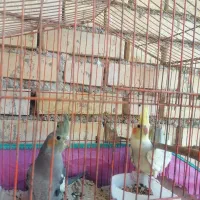 سه تا عروس هلندی|پرنده|دیلم, |دیوار