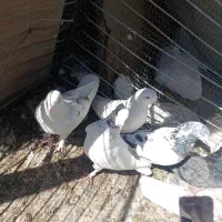 کبوتر ساعت بالا|پرنده|هشتگرد, شهرک کوثر|دیوار