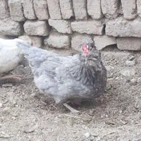 تخم مرغ نطفه دار گلین|حیوانات مزرعه|کرج, ملک‌آباد|دیوار