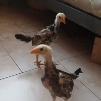 جوجه (خروس) لاری اوشامو