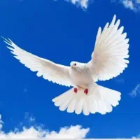 کفتر پرشی