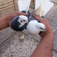 پرشی|پرنده|قم, باغ کرباسی|دیوار