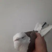 کفتر یا کبوتر یک جفت|پرنده|تهران, شمیران‌نو|دیوار