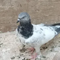 کبوتر نر|پرنده|اصفهان, بهارستان (مخابرات)|دیوار