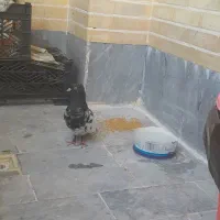 کبوتر کله سیاه
