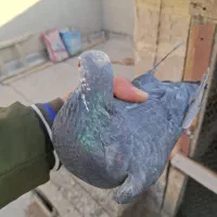 کبوتر پلاکی|پرنده|اصفهان, مهدی آباد|دیوار