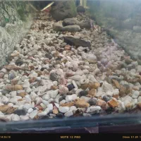 سنگ کف اکواریوم|ماهی|یزد, |دیوار