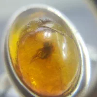 کهربا آلمان اصل با فسیل حشره