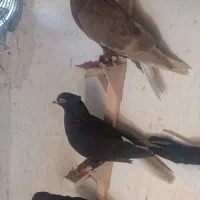 دم سفید شمعک تخت
