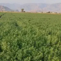 زمین کشاورزی