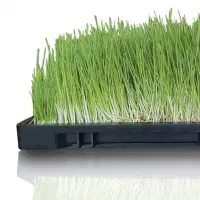 سینی کشت علوفه هیدروپونیک
