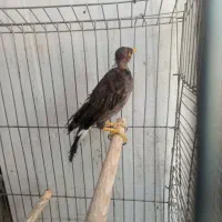 یک مینابازی گوش به فروش می رسد