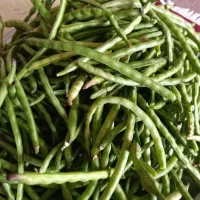 لوبیا چشم بلبلی