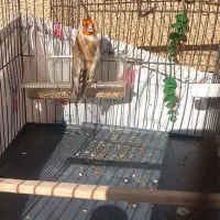 سهره کرم اروپایی