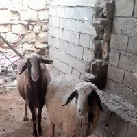 گوسفند داشتی|حیوانات مزرعه|کوهنانی, |دیوار