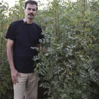 نهال زبان گنجشگ ۲ ساله ارتفاع ۳ متری