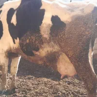 گاو شیری|حیوانات مزرعه|سده (خراسان جنوبی), |دیوار