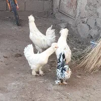 مرغ وخروس سلطان|حیوانات مزرعه|مرند, |دیوار